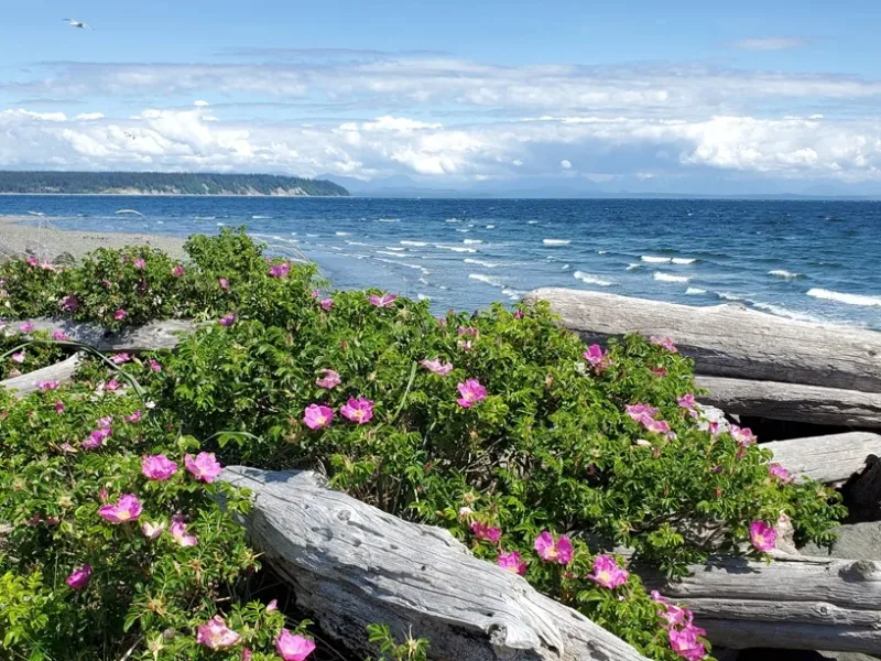 Campbell River Waterfront